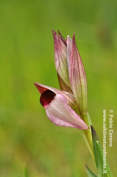 Primavera sulcitana